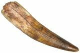 Fossil Spinosaurus Tooth - Composite Tip #365628-1